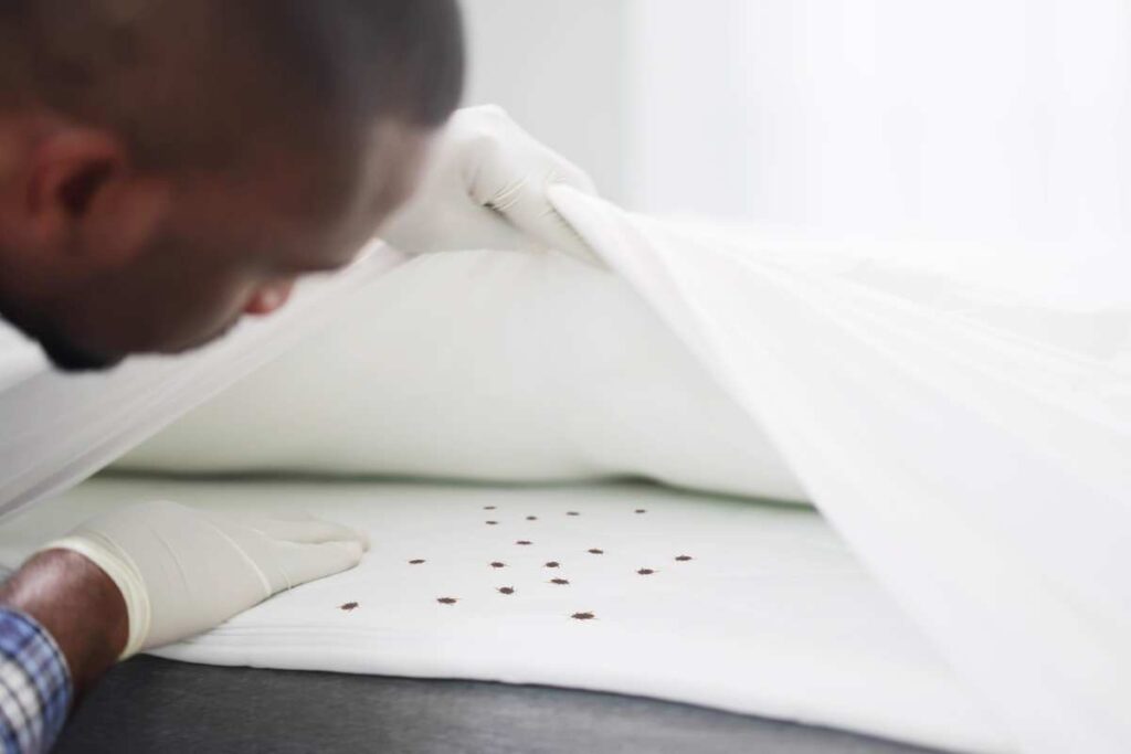 What are bed bugs killed by